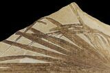 Fossil Palm Frond - Green River Formation, Wyoming #172948-2